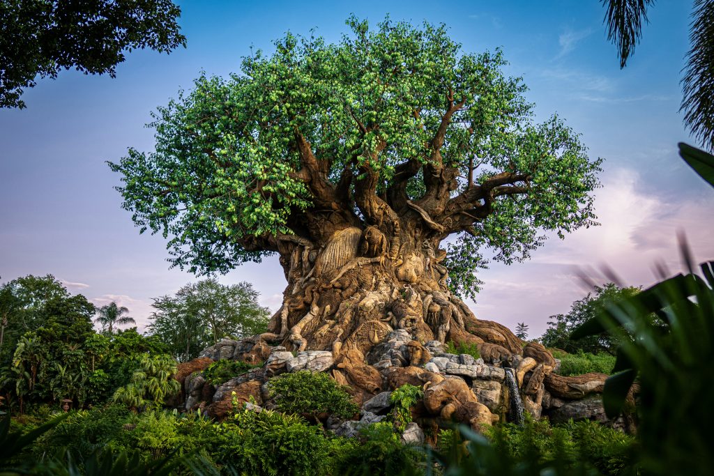 disney's animal kingdom